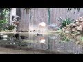 Chilean Flamingo