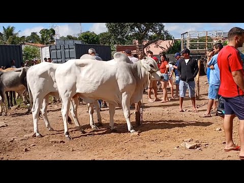 FEIRA DO GADO NA IBIAPINA CEARÁ DIA 26/07/2026.