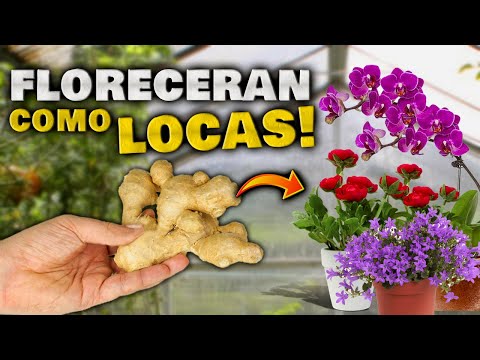 , title : 'FLORES EN 2 DIAS!! Abono Casero para FLORACIÓN RÁPIDA | Hacer Florecer Orquideas, geranios, cactus'