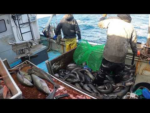 Slinky pots black cod