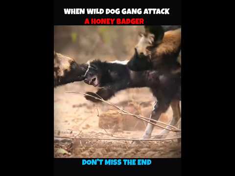 15 wild Dogs V/S Honey Badger #viralshorts #viralytshorts #shorts #animalshorts #ytshorts #wildlife