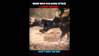 15 wild Dogs V/S Honey Badger #viralshorts #viralytshorts #shorts #animalshorts #ytshorts #wildlife
