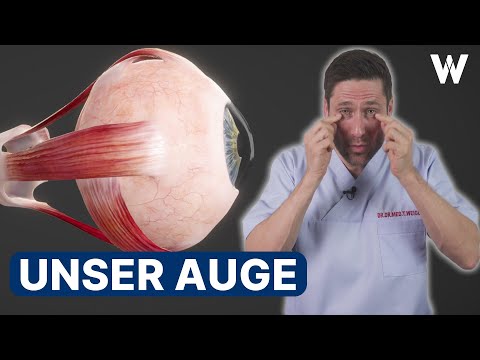 Unser Auge 👁 Wunderwerk Mensch: Anatomie, Aufbau & Funktion unserer Augen [Körperteile Part 1]