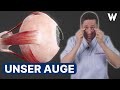 Unser Auge 👁 Wunderwerk Mensch: Anatomie, Aufbau & Funktion unserer Augen [Körperteile Part 1]