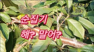 10월 1일 농장 모습과 순집기, 이런저런