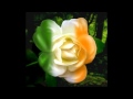 Hank Locklin ' My Wild Irish Rose'