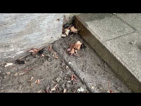 Crickets on the Back of the Home in Tuckerton, NJ