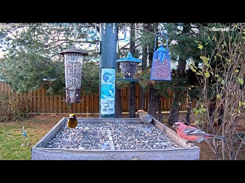 Pine Grosbeaks Make First Appearance At Ontario Feeders! – Oct. 26, 2022
