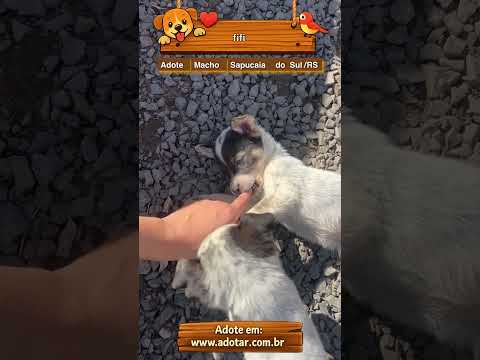 Vídeo de fifi