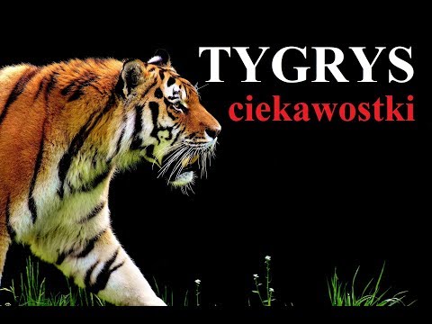 TYGRYS - ciekawostki i FAKTY