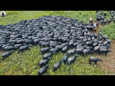 Millions of buffalo are raised on an outdoor farm - high value - delicious meat
