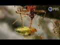 4 Of The Deadliest Tiny Hunters We Ve Ever Filmed Deep Look