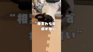 相変わらず寝方の癖が強いフレブル