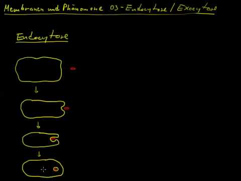 Membranen und Phänomene 03 - Endocytose und Exocytose