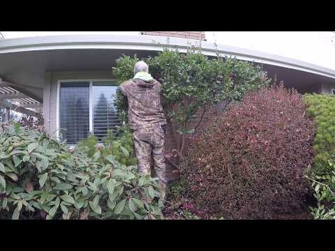 Nathan Desquarifies a Sheared Camellia