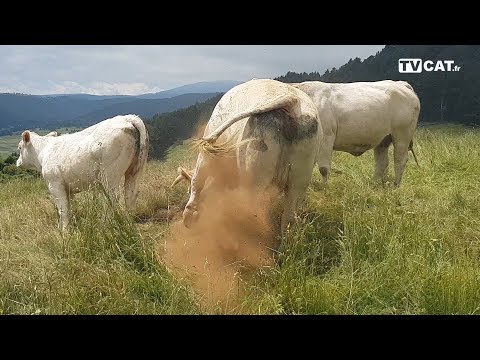 Où trouver de la viande saine à consommer ? Où trouver de la viande saine à consommer ?