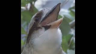 Download lagu Burung Kokabura bunyi aneh seperti orang tertawa mp3
