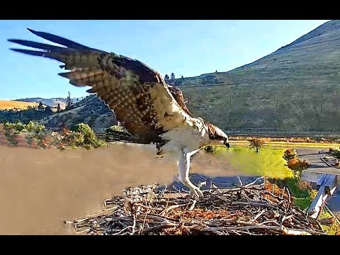 Hellgate ospreys MT 8 18 19  757am 758am Good to see Iris checking in at her nest