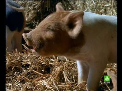 Documental. Cerdos Homenaje a las madres del mundo animal 7/17