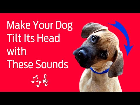Make Your Dogs TILT Their Head with These Sounds 🐶