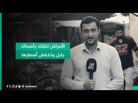 شاهد بالفيديو.. الأمراض تفتك بأسماك بابل وتخفض أسعارها