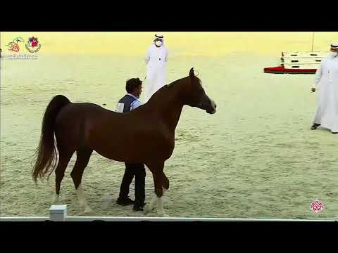 N.335 ALI MONISCIONE - UAE National Championship 2020 - Stallions 10+ Years Old (Class 12).mp4