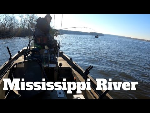 Jigging up a Limit of Cold Water Sauger!! (Mississippi River Fishing)