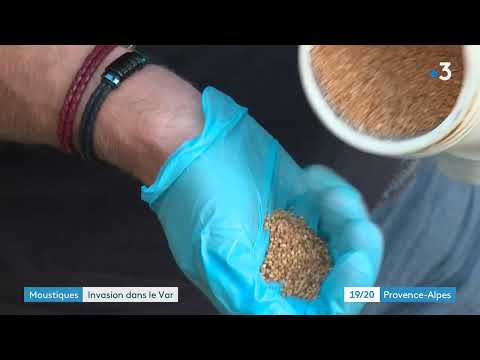 Saint-Raphaël : moustiques tigres, de simples gestes suffisent pour limiter leur présence