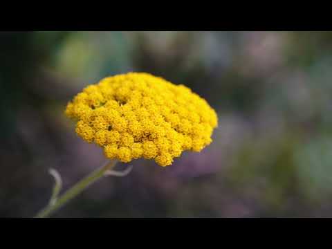 image : Samedi au jardin : Un jardin catalan (Espagne) 1