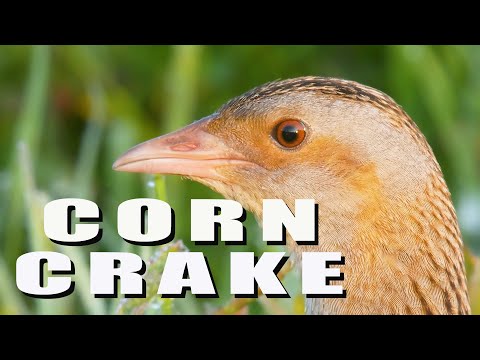 Chriaštieľ poľný (Crex crex) – charakteristické „crex-crex“ volanie