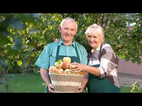 Nederlandse liedjes uit de oude doos  Hollandse hits  Nederlandse muziek