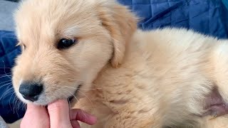 - Here is the moment when the instinct of a mild mannered Golden Retriever puppy awakens