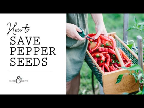How to Save Pepper Seeds