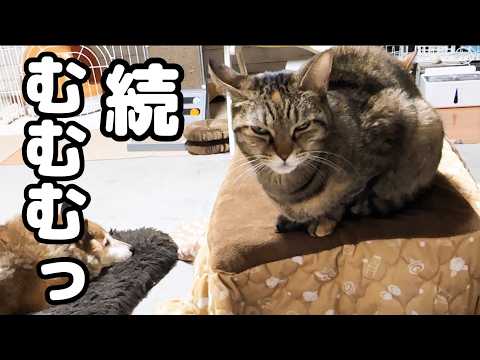 youtube-動物記事1970/01/01 09:00:00
