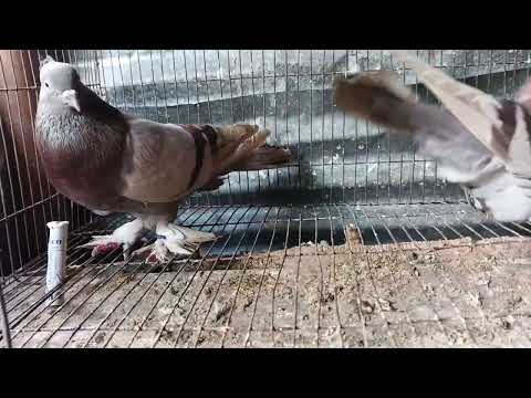 Biskit kalar khubi sundor jorata