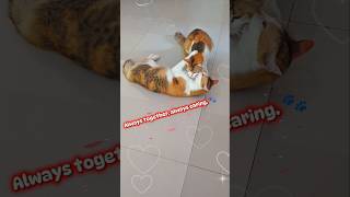 Always together, always caring. 🐾