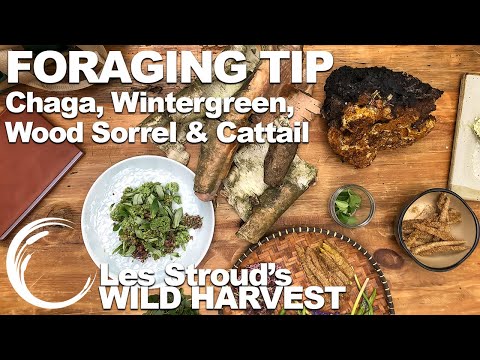 Wild Harvest Foraging Tip | Chaga Wintergreen Wood Sorrel Cattail | Episode 15 | Les Stroud