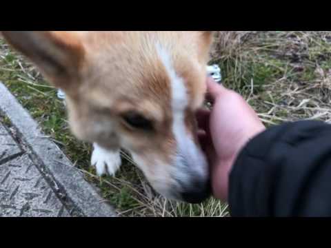 コーギーのsol君４輪の犬用車椅子に乗る