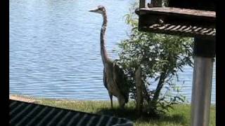 Great Blue Heron in the Desert