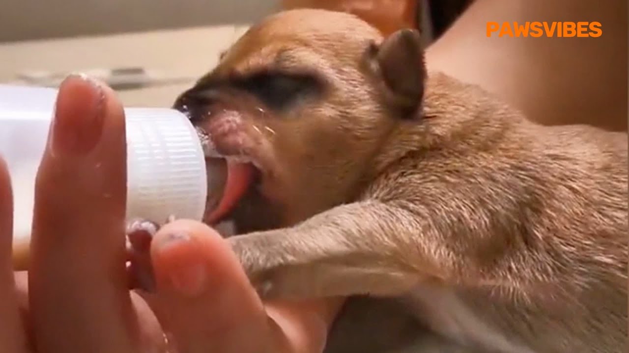 The Driver Picked Up Five Puppies Washed Away by Rain and Took Them Home Carefully to Feed