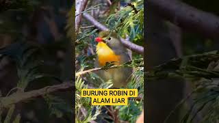 Download lagu BURUNG ROBIN GACOR DI ALAM BEBAS mp3