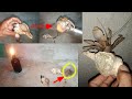 Land Hermit Crab Changing Shells Tagalog version