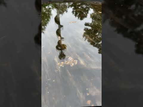 A Case Of You - Mira Lu Kovacs & Clemens Wenger (Cover)