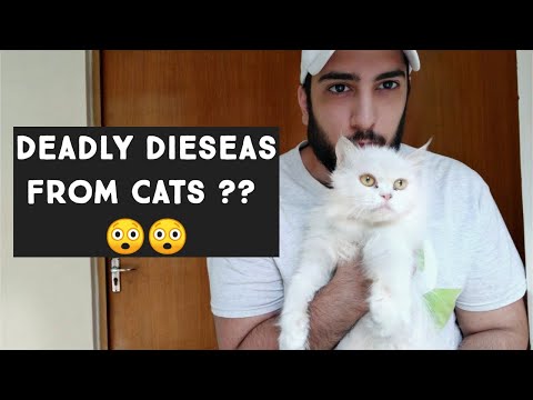 Cat Hair Are dangerous ? Diseases Spread from Cat to Human | Persian cat hair