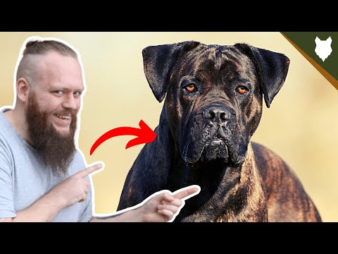 BEST PRODUCTS FOR YOUR CANE CORSO