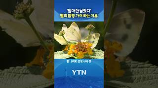'5월 황금연휴' 최고의 선택 #shorts / YTN