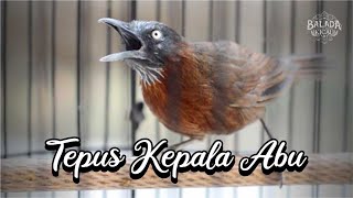 Download lagu TEMBAKAN KASAR TEPUS KEPALA ABU ABU mp3 Download lagu TEMBAKAN KASAR TEPUS KEPALA ABU ABU mp3