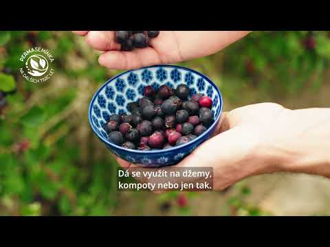 Muchovník: Borůvkový keř