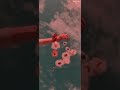 Stereo Hearts X Zaalima Full Screen HD Whatsapp Status DG Creations