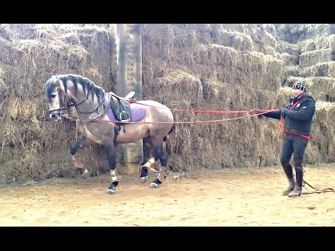 (INCENDIO ROY) GITANO    Andalusian Stallion Mario A Contreras